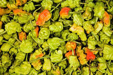 2D卡通动作冒险名作《Wuppo》6月8日登陆Switch